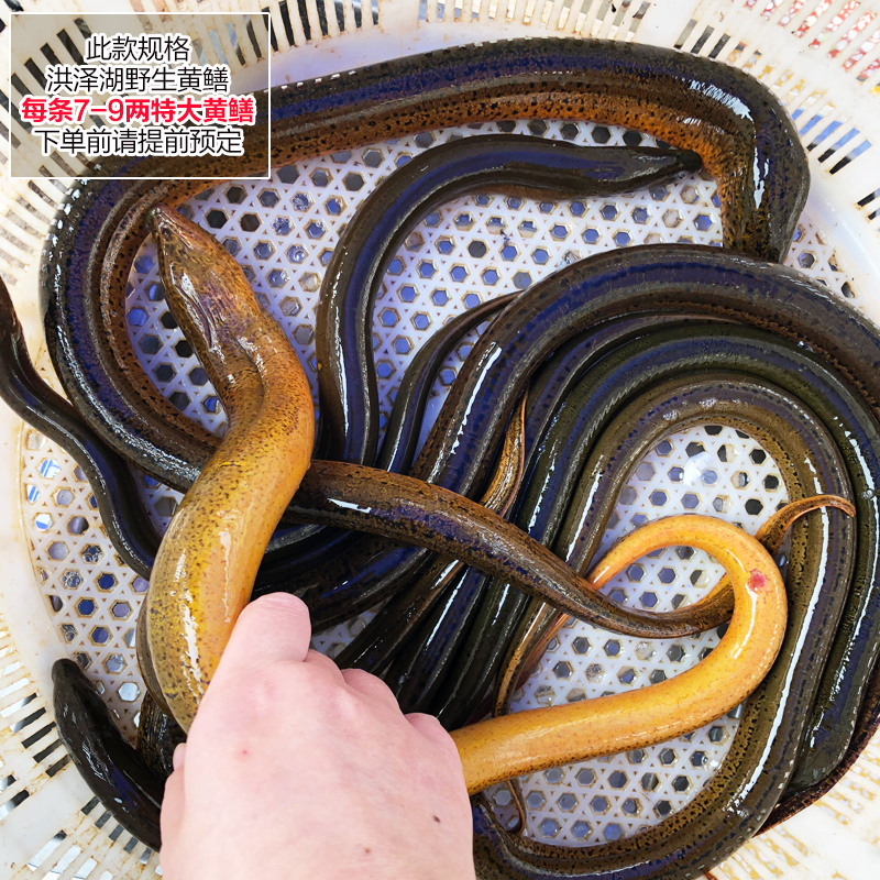 洪泽湖特大黄鳝 新鲜活粗鳝鱼 长鱼500g活体现杀野黄鳝鱼滋补