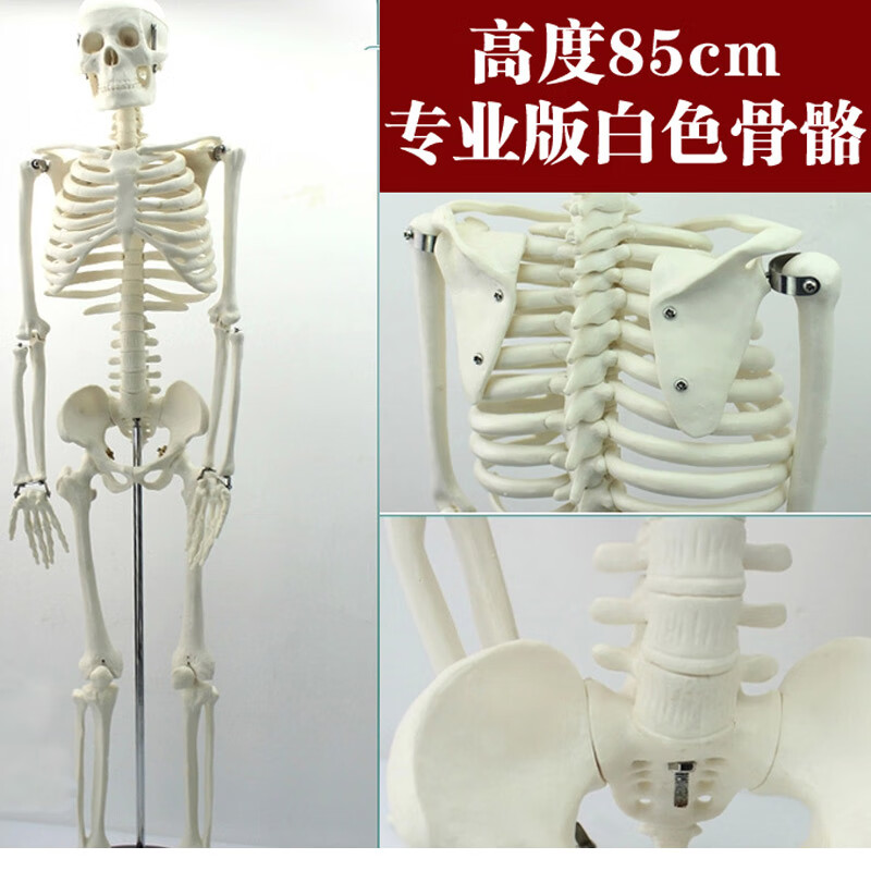 模型骨架85cm170cm医学解剖肌肉瑜伽小白骷髅架 高85cm白色骨骼模型