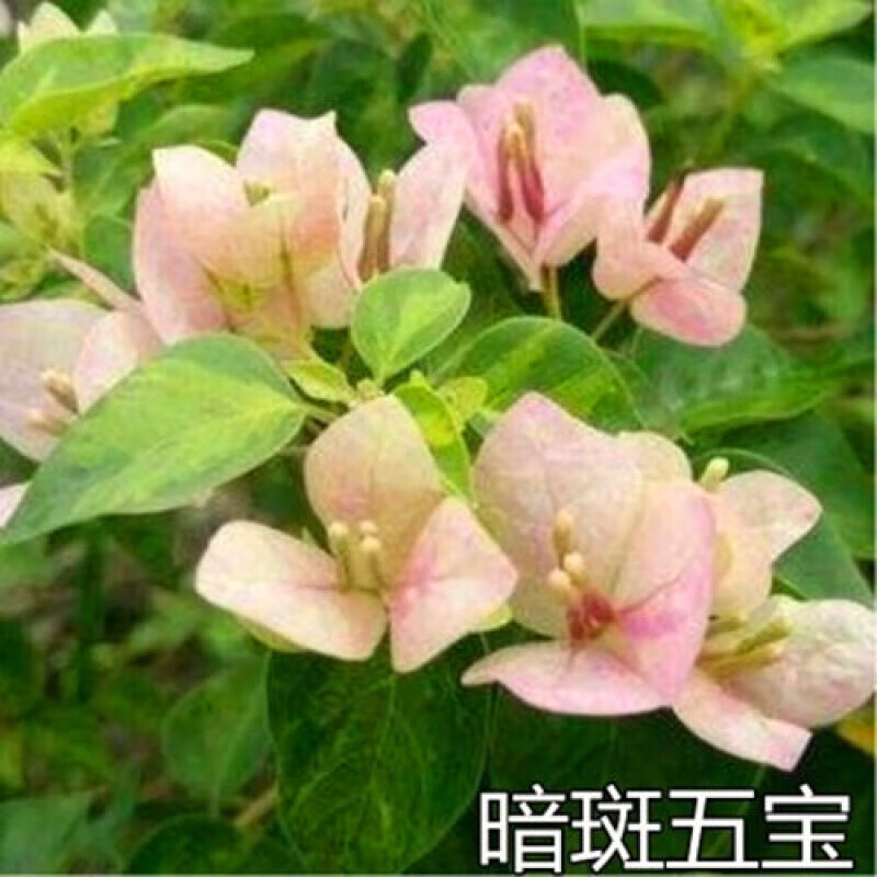 三角梅树苗巴西重瓣三角梅室内盆栽多色庭院攀援花卉植物 暗斑五 