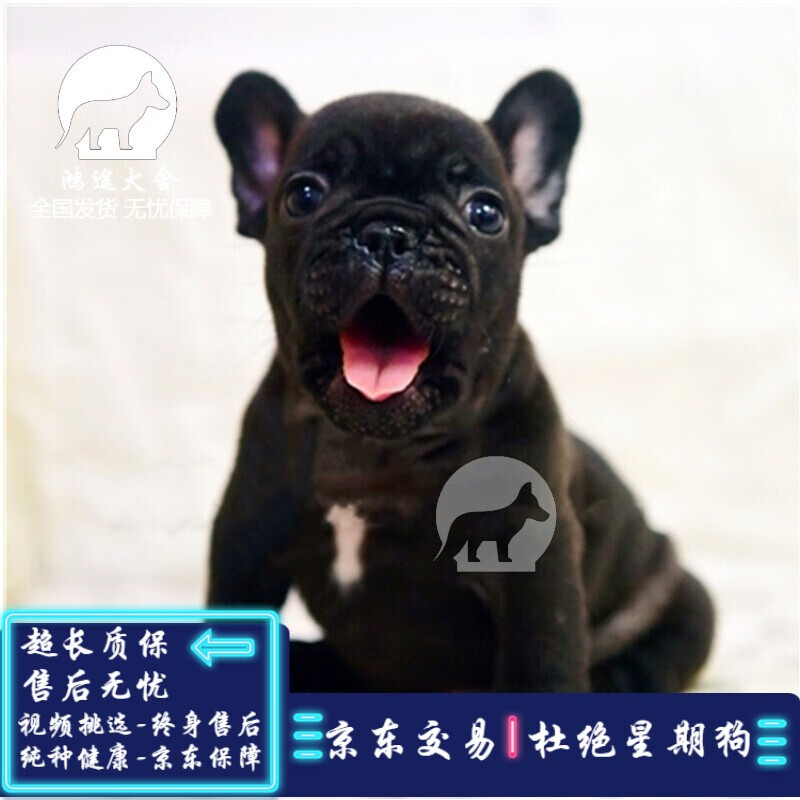 采缇（CAITI）法国斗牛犬 法斗幼犬 黑色法斗纯正活体宠物狗  全国可配 宠物级 蓝牛SSS级 母