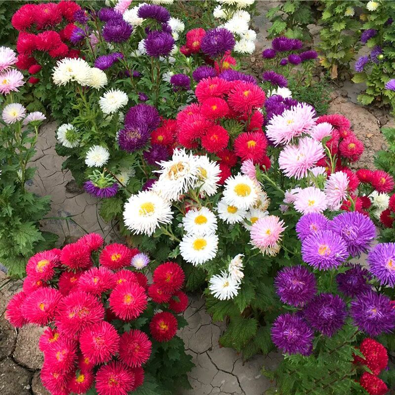 菊易种景观园艺园林绿化花卉种子鲜花籽野花组合种子qcdd 翠菊500粒