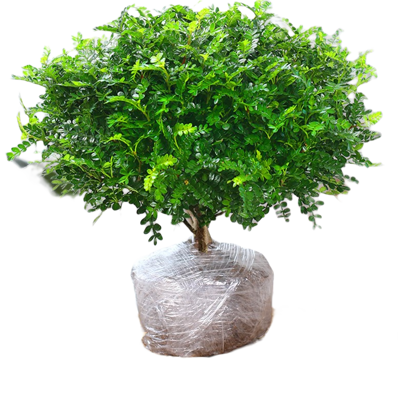 ���ڲ�������ʱ�� ���ں���ľ���������� 6����� ԭ������+����