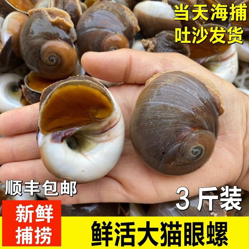 李享食丰新鲜猫眼螺 鲜活香螺新鲜红香螺小香螺甜螺肚脐螺海鲜贝类