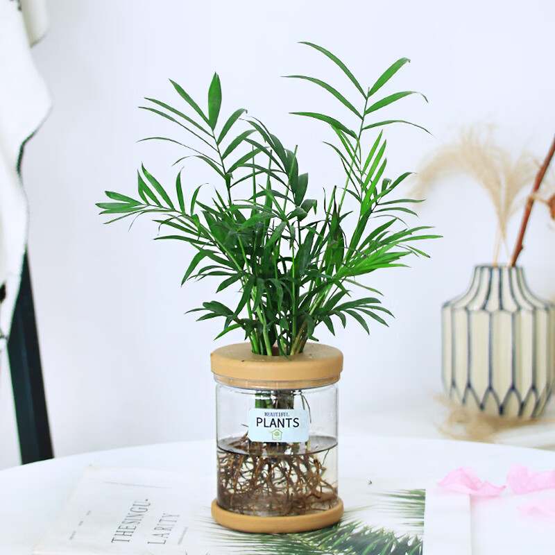 v)办公室水培养生植物绿植室内盆栽好养活富贵竹九里香小盆栽 袖珍