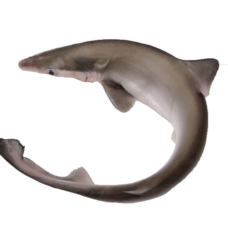 【铭心旗舰店】鲜活海捕食用 小鲨鱼 小白鲨 大鲨鱼 1斤-5斤/只 冷冻