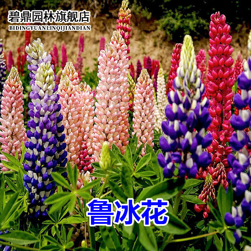 怎么查花草林木类京东历史价格|花草林木类价格比较