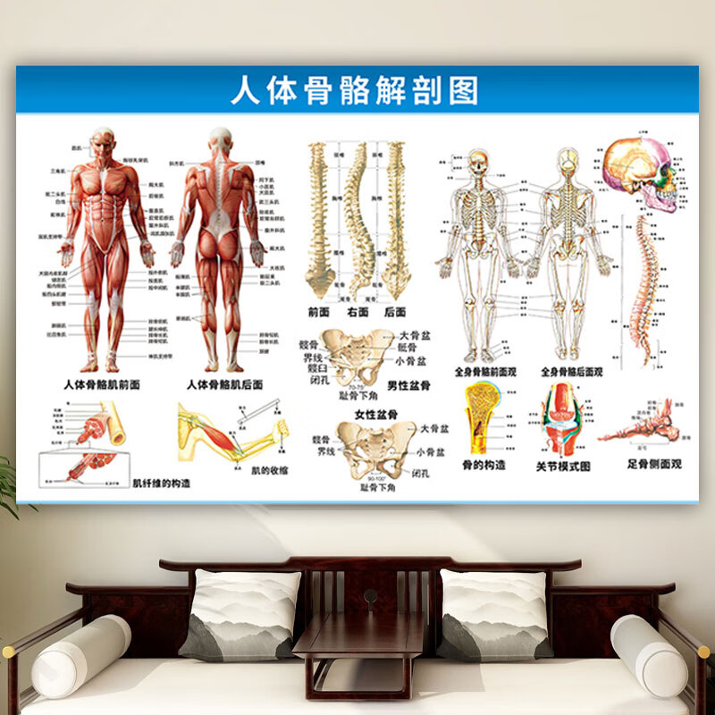人体骨骼挂图人体肌肉解剖图挂图内脏结构图全身器官分