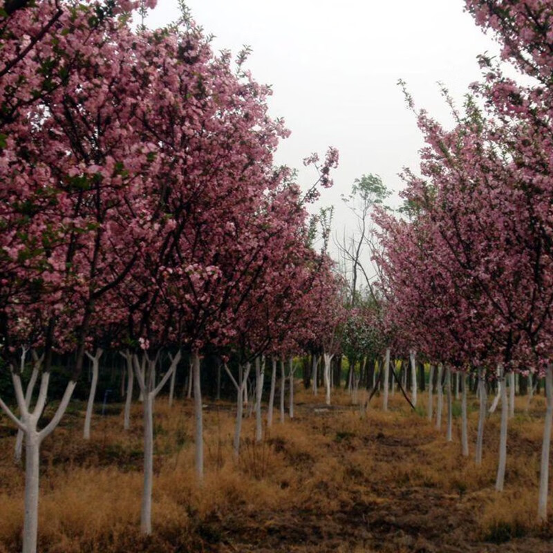 滨淇紫叶李树苗绿化苗木盆景结果树苗盆栽地栽果树苗 地径3公分粗
