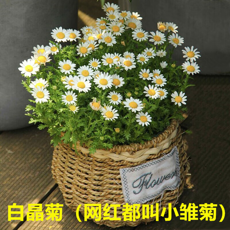 雏菊种子易爆盆四季易种易活盆栽苗太阳花室内外阳台庭院 白晶菊300粒