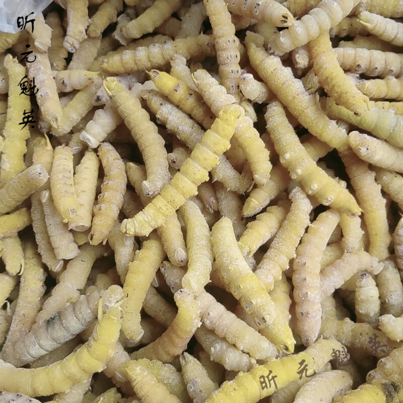 梦信,豆虫,豆丹,昆虫美食,零食,高蛋白,满黄新鲜速冻,z 1斤正常价