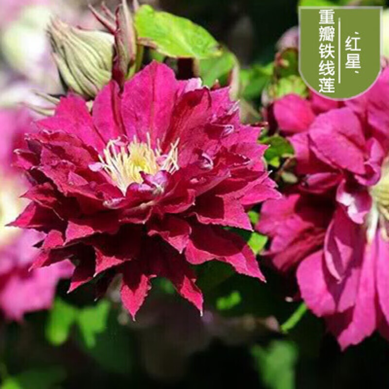 苏鲁雅卉铁线莲种根盆栽进口铁线莲花苗庭院植物爬藤攀援花卉绿植爬藤