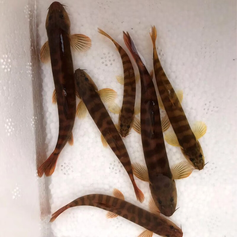 狮湾 原生双吸盘吸鳅除藻清洁工鱼活体冷水贵州爬岩鳅吃粪便清道夫贵