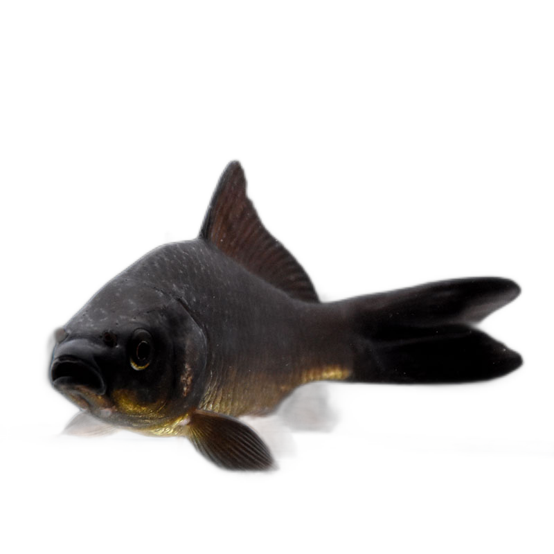 贝冠奇 锦鲤活鱼大正三色红白锦鲤秋翠孔雀丹顶黄龙凤蝴蝶鲤观赏鱼 黑