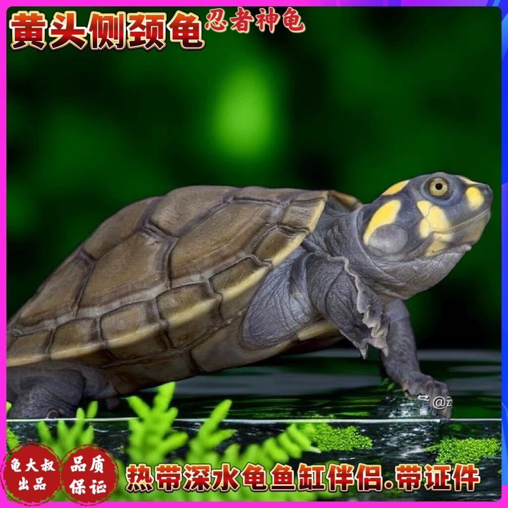 黄头侧颈龟忍者神龟深水龟宠物龟圆澳侧颈龟活体小乌龟热带鱼缸龟