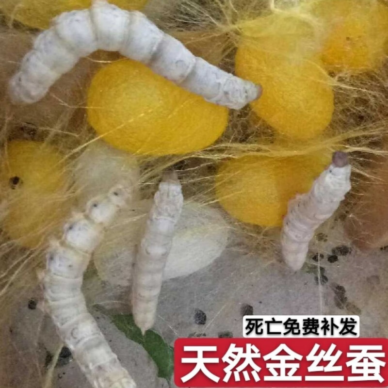 江影清蚕宝宝12345龄活蚕天然金丝蚕白蚕春夏蚕卵巨大
