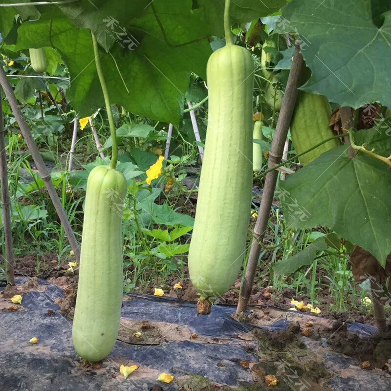 花姬春香白丝瓜种子肉丝瓜水瓜肉丝瓜大田奶油丝瓜四季种籽蔬菜种孑春