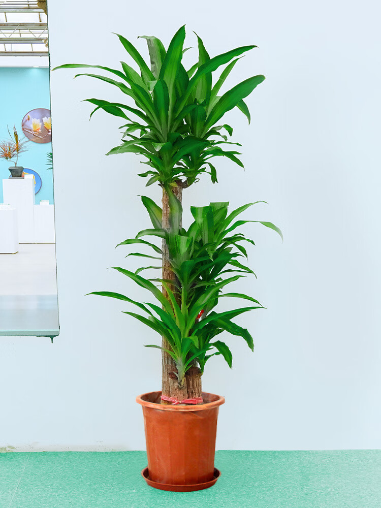 巴西木盆栽大型室内绿植办公室客厅落地植物老桩好养新居开业乔迁