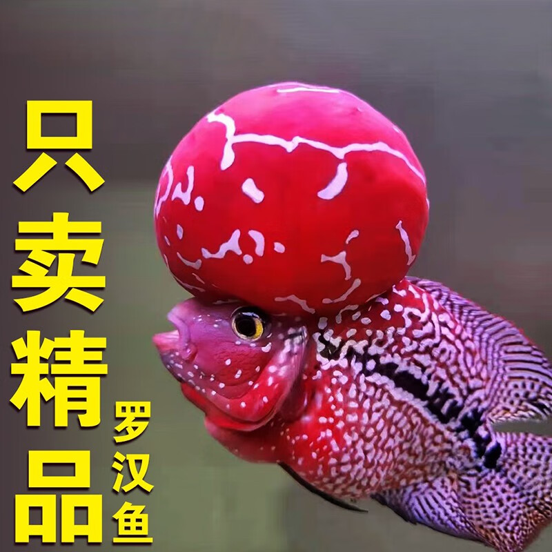 jypet亚成罗汉鱼成鱼高起头鸿运罗汉招财鱼热带观赏鱼淡水鱼活体 10