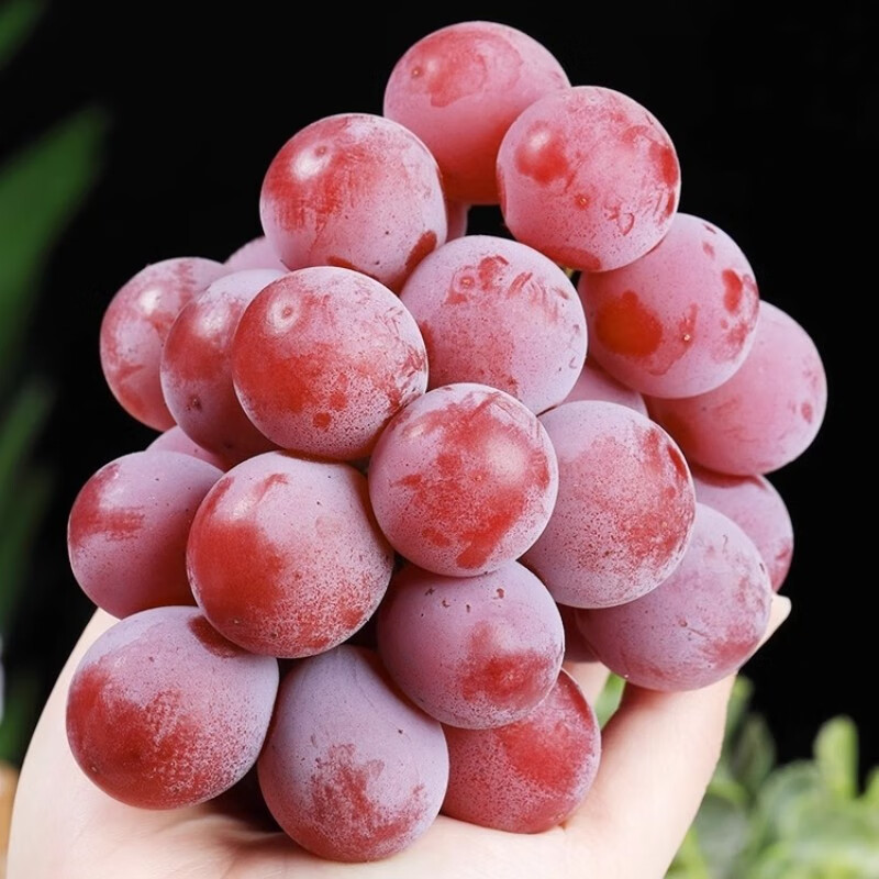 泽鲜达妮娜皇后葡萄 红宝石新鲜无籽水果礼盒装红阳光玫瑰晴王 一串大