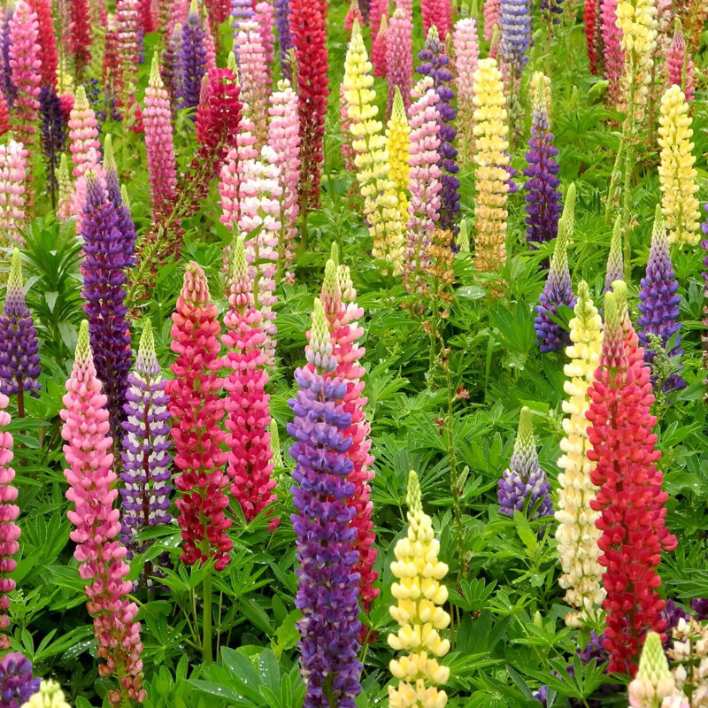 九千谷鲁冰花种子 羽扇豆花卉种子好种易活花坛山坡花籽 混色1斤9582