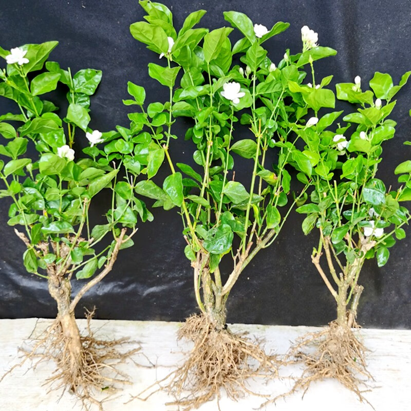 茉莉花苗室外绿植花卉阳台茉莉花盆栽四季开花庭院窗台观花植物重瓣花苗浓香型5年苗3棵不含盆 虎窝购