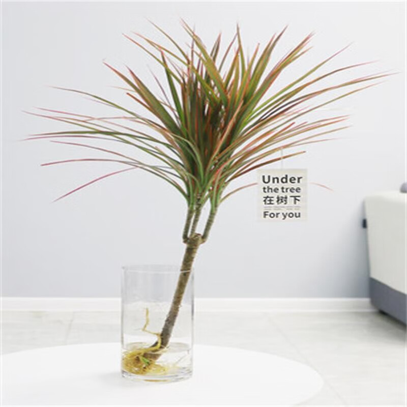 水培植物七彩铁水养盆栽带根老桩千年木马尾铁 单发植物40-50cm