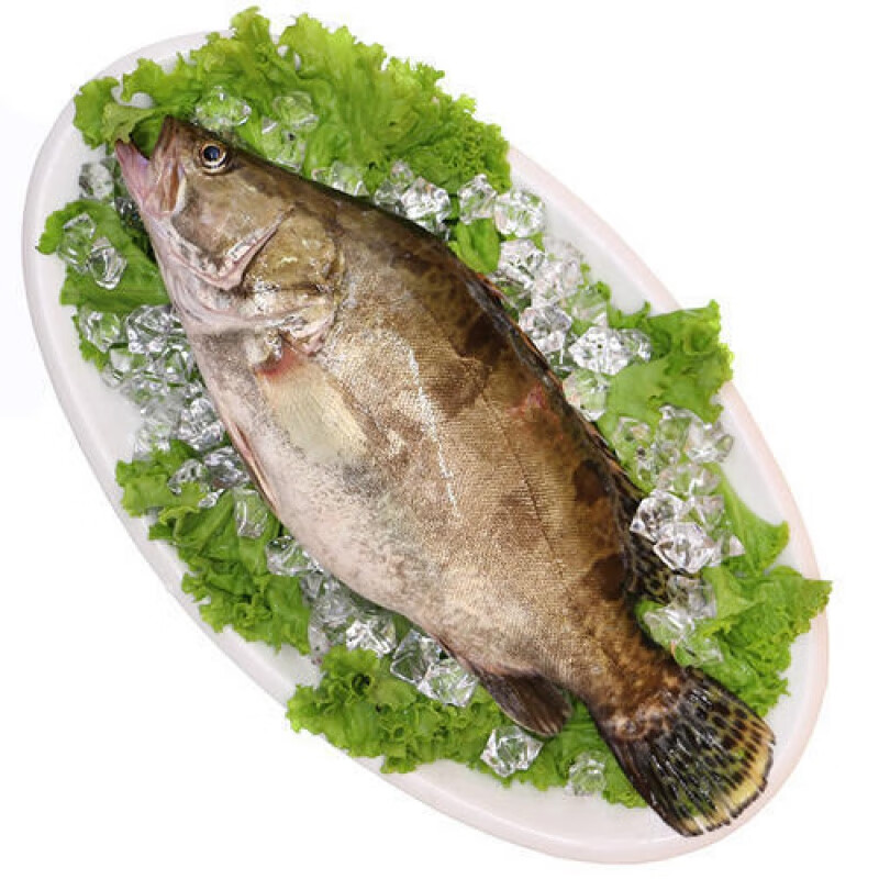 lism 现杀季花鱼桂鱼鳜鱼溱湖特产淡水鱼松鼠桂鱼1条 8-9两/条 1条