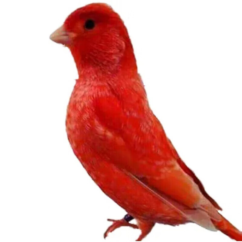 【店铺推荐】辣椒红玉鸟山东黄白玉白红眼玉鸟手养鸟玉鸟活鸟 山东黄