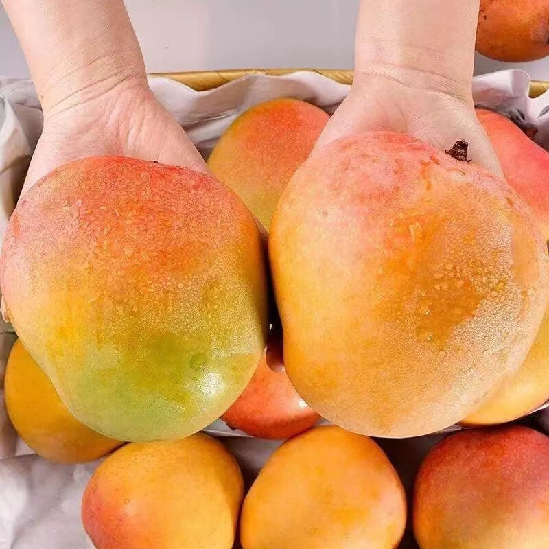 卡心佳海南澳芒 苹果芒 正宗澳洲新鲜大芒果无丝纯甜多汁热带当季水果