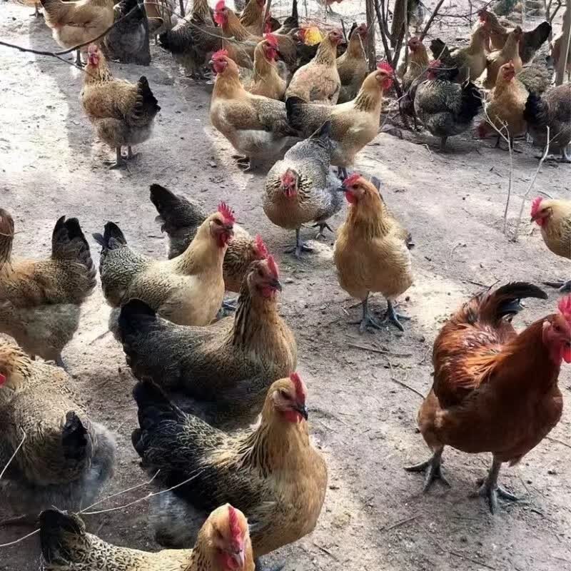半斤一斤活体鸡草鸡散养小鸡仔脱温半大鸡家养鸡苗下蛋鸡批发 半 半斤土鸡苗 四两左右(1只的价格请拍8只)怎么样,好用不?