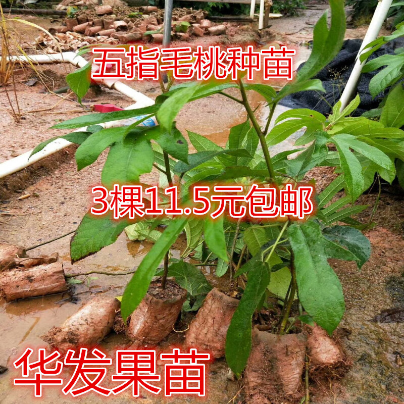 花姬 广西五指毛桃苗 五指毛桃种苗 好种易活南方庭院