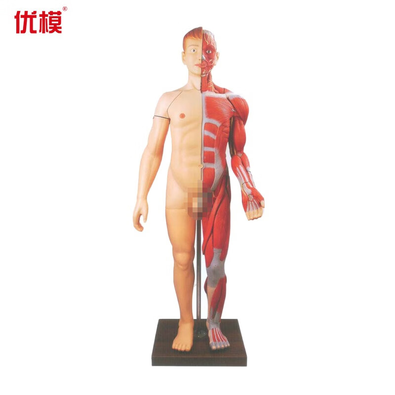 优模yomo/j10001全身人体肌肉解剖带内脏模型肌肉结构组织模型健身艺