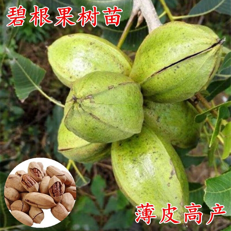 树苗嫁接苗长寿果当年结果南方北方种植 15年精品苗结果一家吃不完