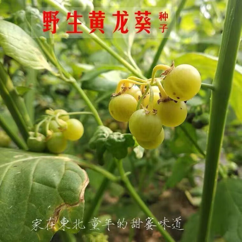 麦基乐黄悠悠种子野生黄龙葵种子东北稀有野果黄天天种子盆栽 菜园 四