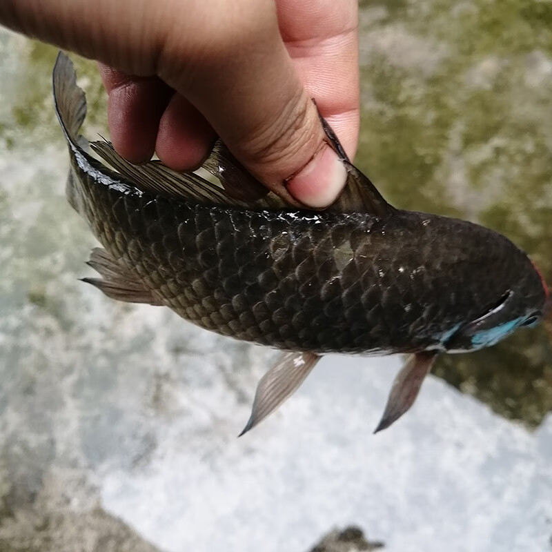 棠鲜生 鲫鱼新鱼现杀2斤/3斤装淡水鱼小杂鱼小鲫鱼小河鱼水产 2斤