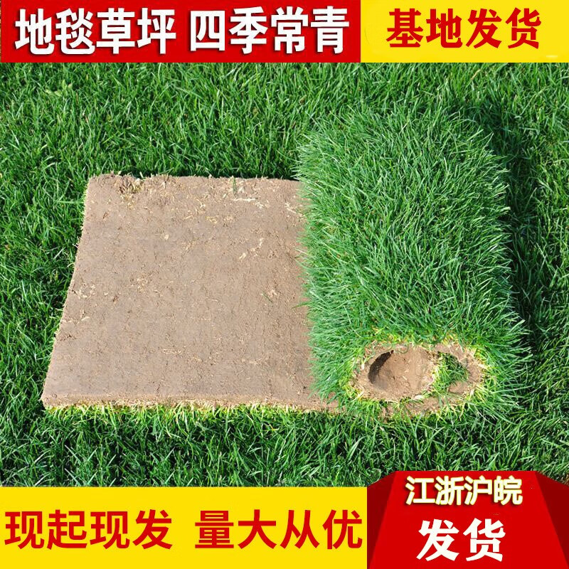 山头林村草坪草皮带土泥草皮四季青草皮耐旱别墅庭院绿化草坪果岭草马