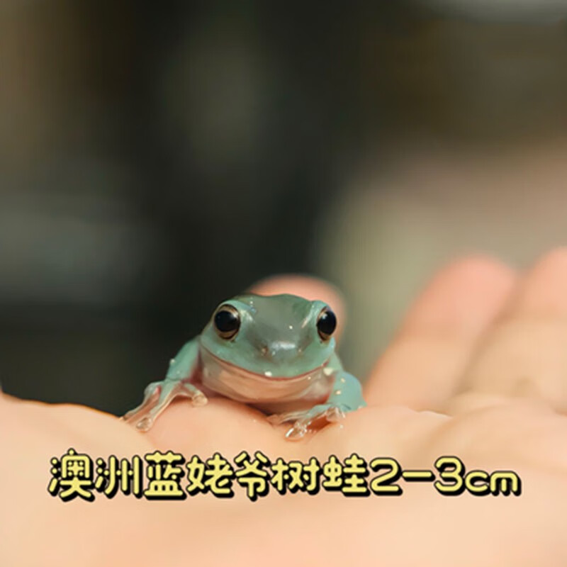 姥爷树蛙活体活物小丑蛙旅行青蛙蝌蚪澳洲蓝绿老爷树蛙宠物小青蛙家养