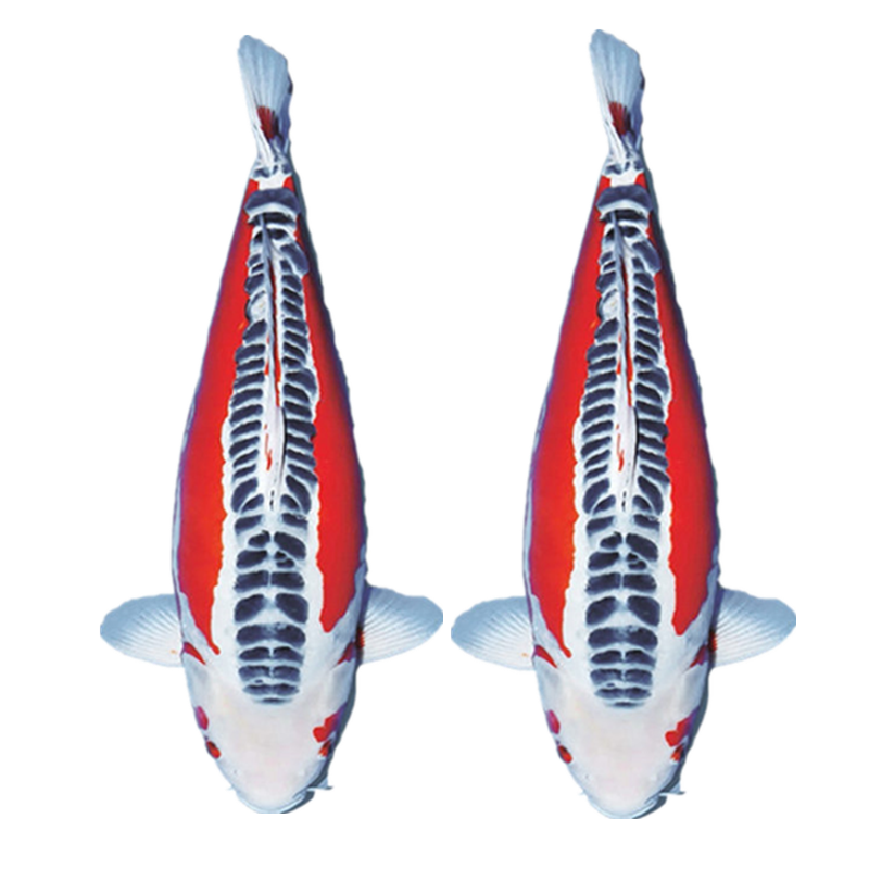 古介日本观赏鱼锦鲤鱼活体鱼好养精品锦鲤一代鱼冷水鱼 秋翠锦鲤一条