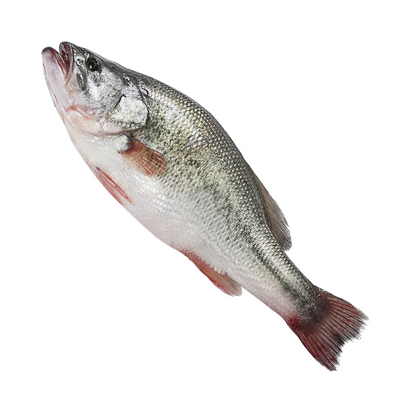 鲈鱼 净膛后800g 2-3条 冰鲜整鱼 淡水鲈鱼 正宗千岛湖生态河鲈鱼