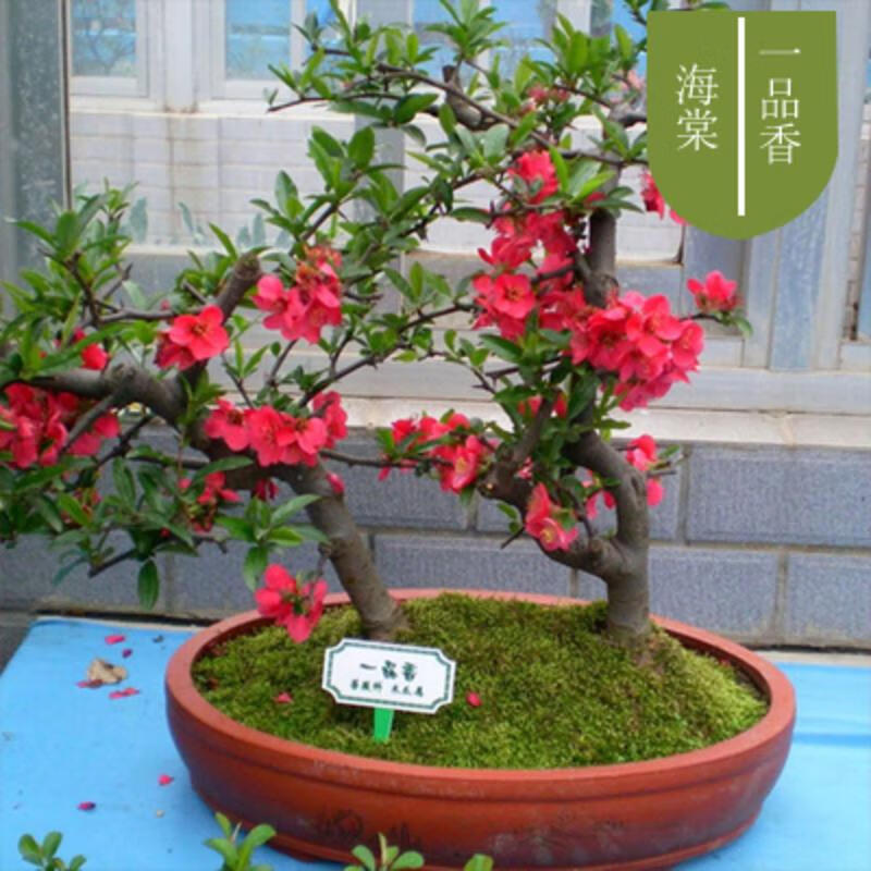 2棵送1棵】重瓣海棠花苗盆栽地栽盆景室内外花卉庭院阳台植物 一品香