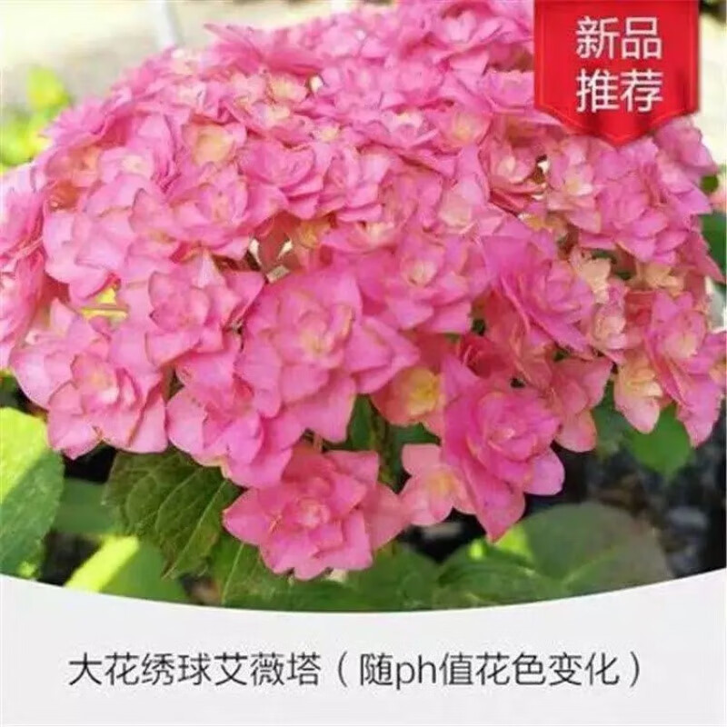 花盆栽带花苞无尽夏绣球花苗老桩盆栽室外阳台花卉四季开花 艾薇塔