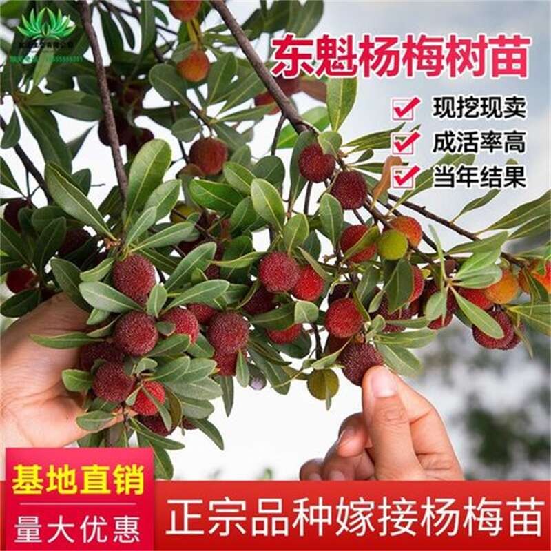 正宗嫁接杨梅树苗 南方北方种植果树苗 当年结果特大杨梅苗 庭院阳台