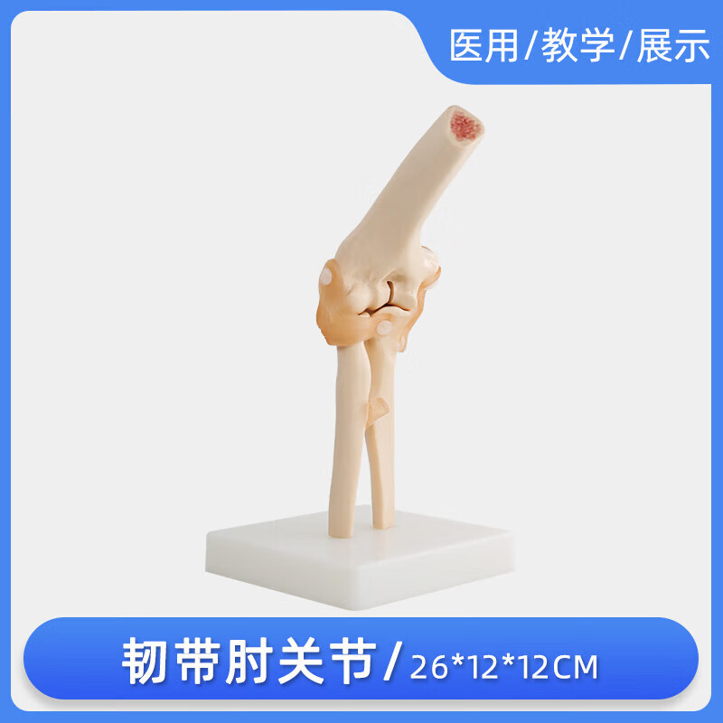医学人体骨骼骨架模型  骨科骨骼教学教具 韧带肘关节