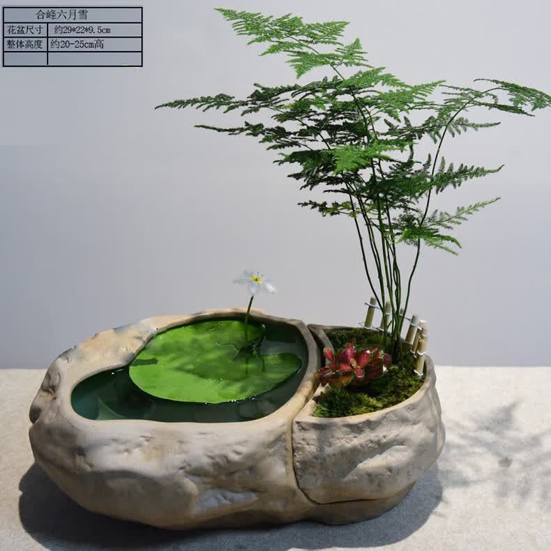 春枝韵水培一叶莲植物黄杨绿植文竹小叶六月雪盆栽造型艺术米竹盆景