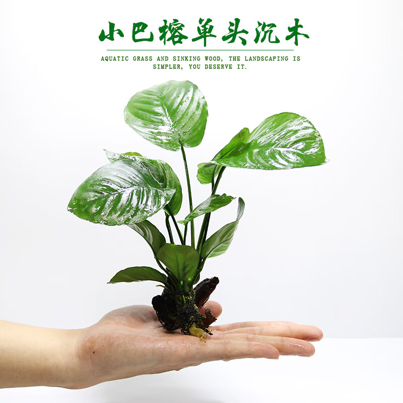 贝意品懒人水草活体鱼缸造景水榕沉木小水榕水草活体小巴榕丹麦榕金钱