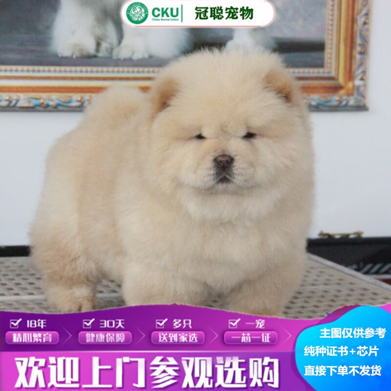 冠聪纯种松狮犬活体宠物肉嘴憨厚老实的松狮狗长毛胖嘟嘟紫舌头松狮犬