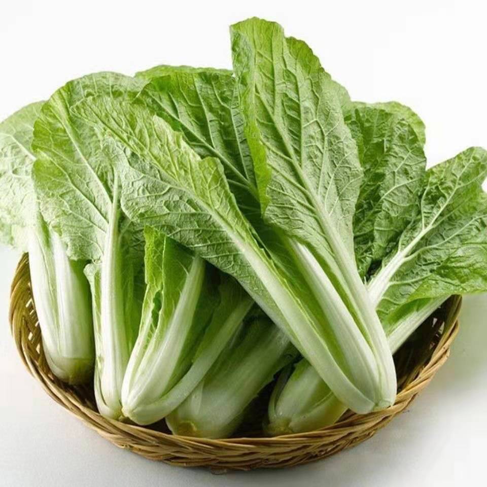 现挖新鲜生菜沙拉菜新鲜奶油小白菜奶白菜小青菜 【1斤净重生菜】泡沫
