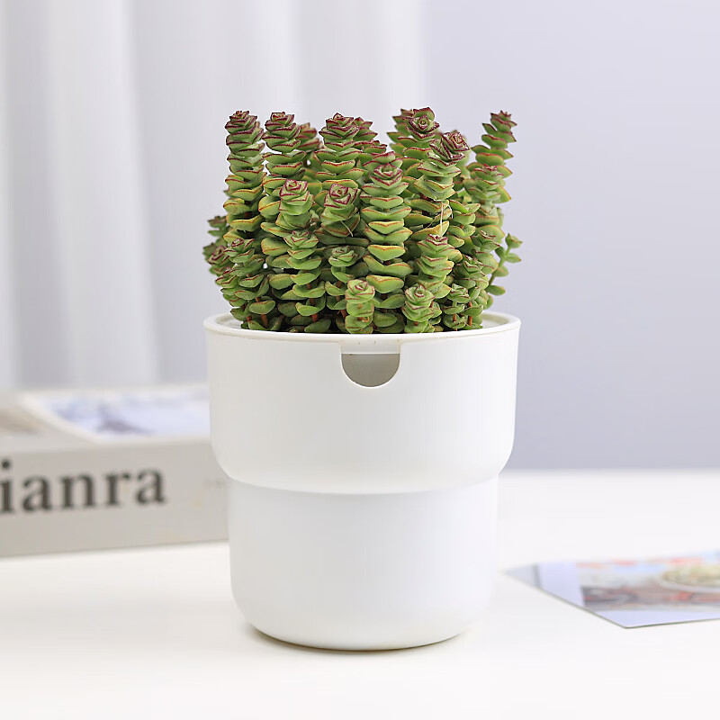 刘不丁钱多多植物盆栽金钱兜盆栽圆叶金钱树福禄桐盆栽多肉钱串彩色