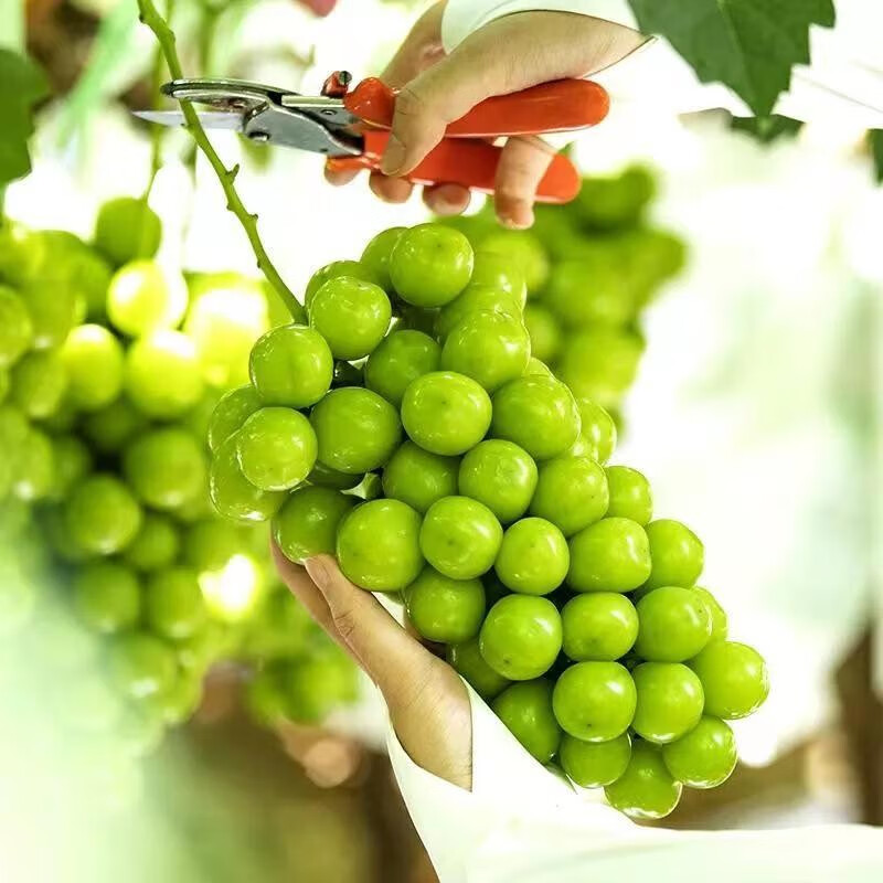 美纵新鲜晴王阳光玫瑰葡萄无籽 新鲜水果当季阳光玫瑰葡萄 2斤精选装