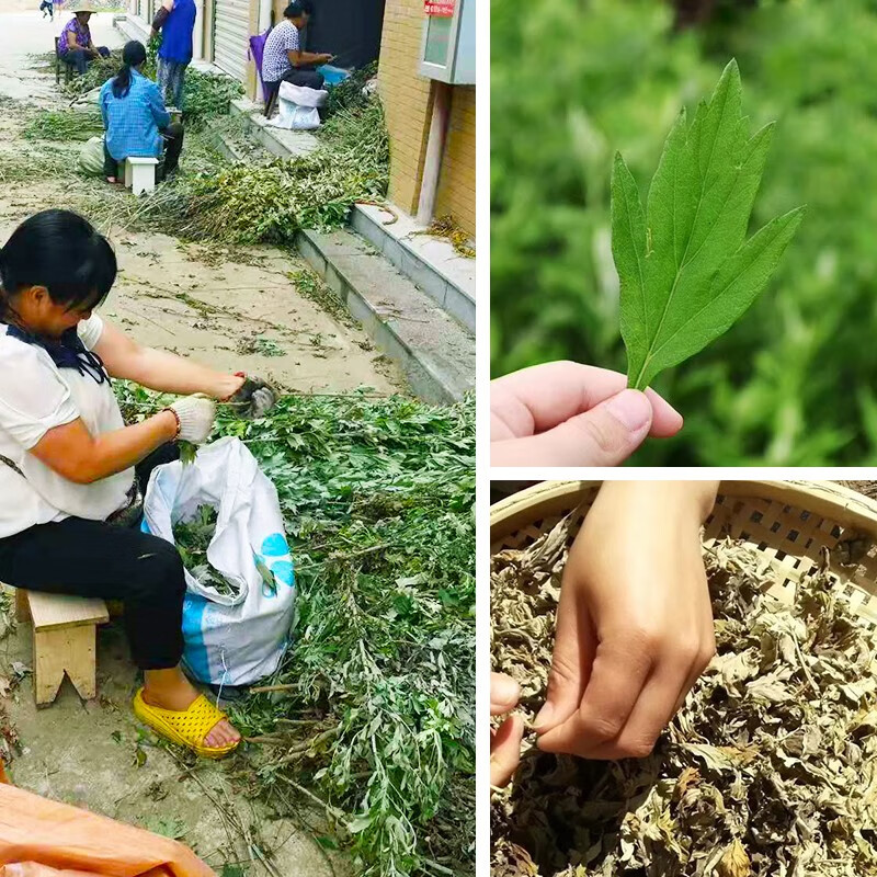 艾世康【艾叶艾草精选】干艾叶泡脚包足浴粉泡澡家用洗头发汗月子 【山地艾叶买1 送1】发2袋